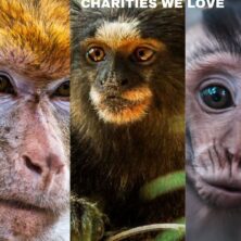 Charities We Love: PETA