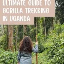 All You Need To Know About Gorilla Trekking In Uganda