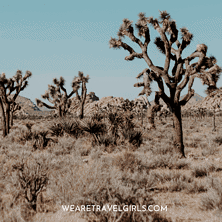 The Ultimate Joshua Tree Bachelorette Guide